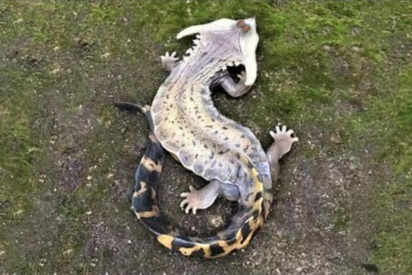 神秘动物：揭晓九命之谜，探索猫的奇妙世界