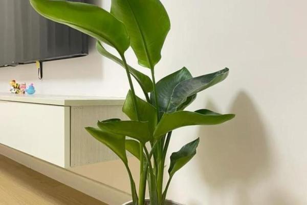 属羊杨柳木命适合养什么花，提升运势的最佳选择