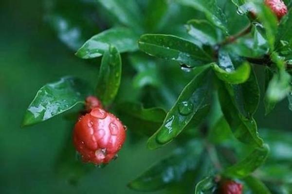 石榴木命与其他命格的完美搭配与融合探秘 石榴木命与其他命格的完美搭配与融合探秘