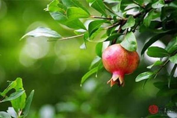 石榴木命入门风水指南,提升家庭运势的秘诀 石榴木命入门风水指南,提升家庭运势的秘诀