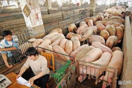 适合养猪的命局分析：有哪些命理特征的人更适合养猪？