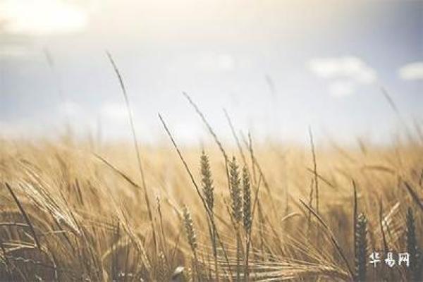 揭开白蜡金命的奥秘：你所不知道的命理秘密与运势提升方法