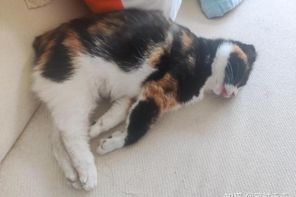 视猫如命：那些深情无畏的“铲屎官”们