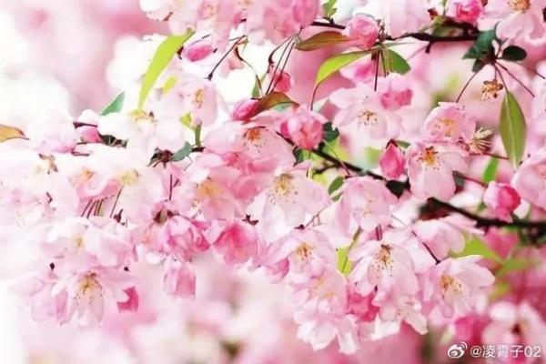 命里桃花旺，却为何桃花不来？探寻背后的原因与破解之道