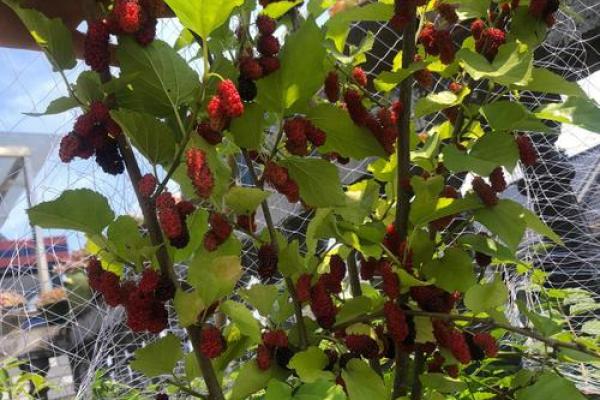 桑树的魅力：解读桑树木命的奥秘与价值