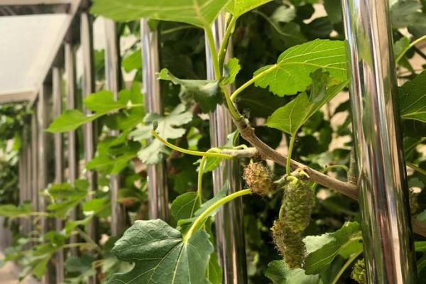 桑树的魅力：解读桑树木命的奥秘与价值