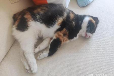 视猫如命：那些深情无畏的“铲屎官”们