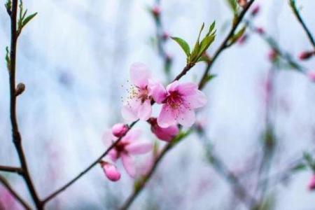 命里桃花旺，却为何桃花不来？探寻背后的原因与破解之道