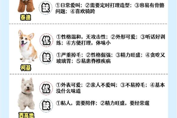 属狗大海水命的命理解析与缺失之处探索 属狗大海水命的命理解析与缺失之处探索