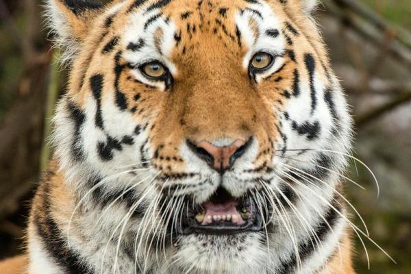 属虎37岁,命运解析:2023年如何迎接人生新篇章? 属虎37岁,命运解析:2023年如何迎接人生新篇章?