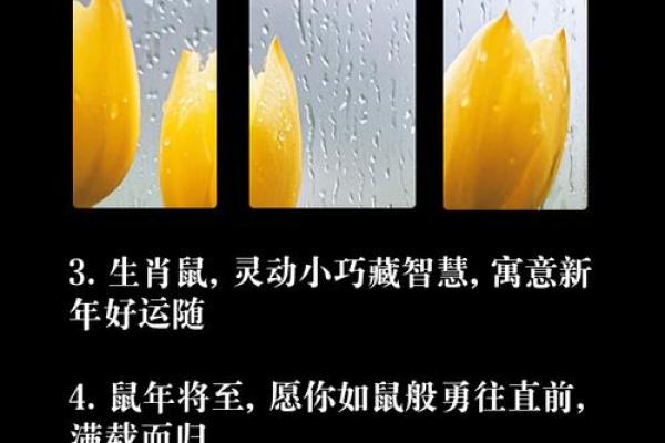 前世属鼠的人命运解析:聪慧灵动与机遇之道 前世属鼠的人命运解析:聪慧灵动与机遇之道