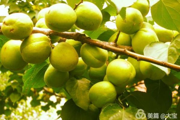 食神多出家命：寻觅灵魂的归宿之旅