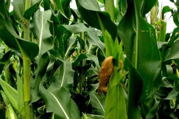 食神多出家命：寻觅灵魂的归宿之旅