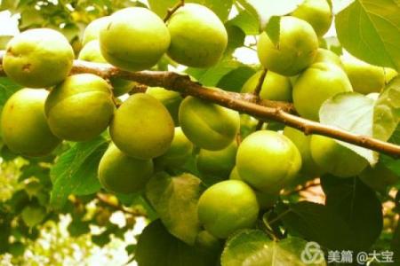 食神多出家命：寻觅灵魂的归宿之旅