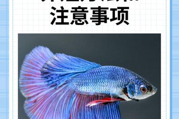 解析算命孔雀命的奥秘，让你的人生更加精彩！