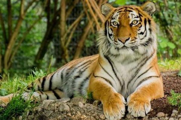 属虎的正月初五出生者:命运与人生的奇妙交织 属虎的正月初五出生者:命运与人生的奇妙交织