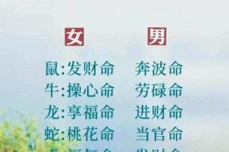 揭秘十二生肖：它们各自命理与命运的秘密