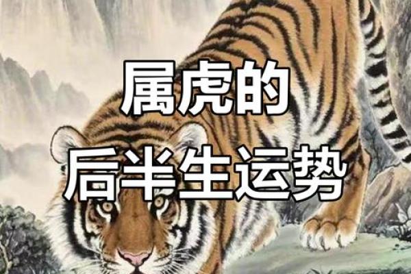 属虎几月出生,命运各有千秋,揭开生肖之谜! 属虎几月出生,命运各有千秋,揭开生肖之谜!