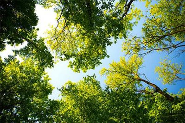 大林木命的命理解析：如何提升运势与生活质量？