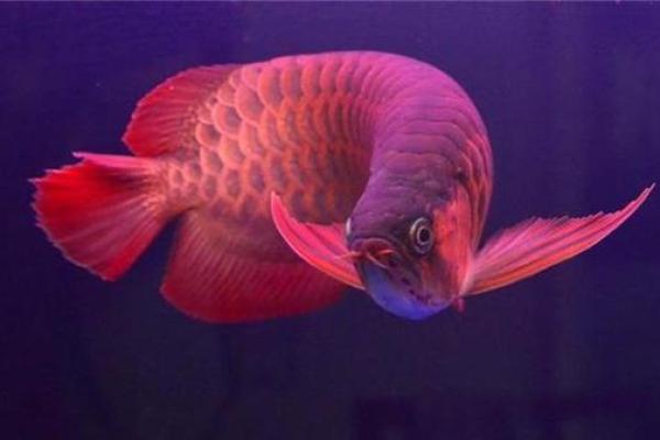 属龙木命人士适合养什么颜色的鱼?教你选择最吉利的水族伴侣! 属龙木命人士适合养什么颜色的鱼?教你选择最吉利的水族伴侣!