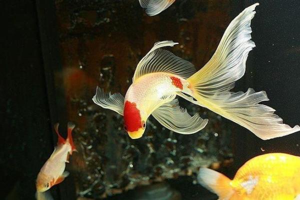 属龙木命人士适合养什么颜色的鱼?教你选择最吉利的水族伴侣! 属龙木命人士适合养什么颜色的鱼?教你选择最吉利的水族伴侣!