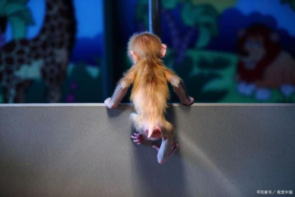 属猴10月出生：探寻机智灵动与命运的奇妙结合