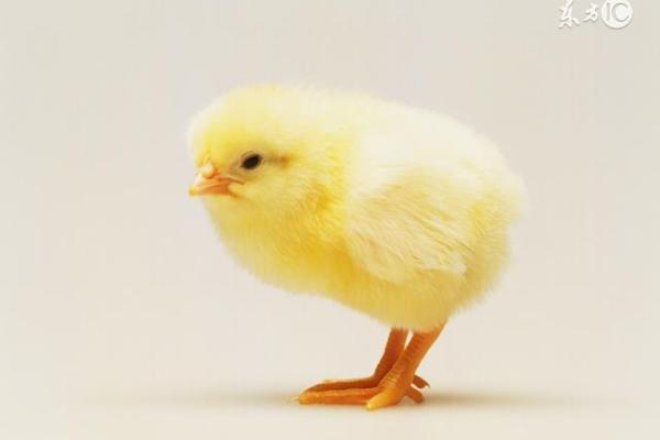 七月出生的鸡人：命格解析与人生路径