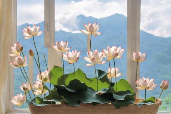 属鼠金命五行缺木,适合养什么花? 属鼠金命五行缺木,适合养什么花?