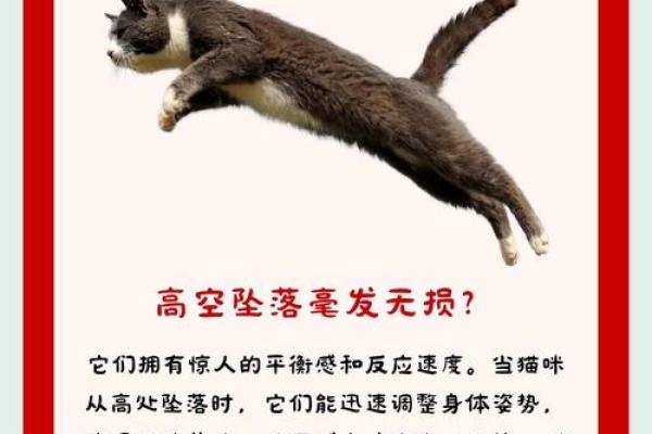 猫总有九条命的秘密：你了解多少？