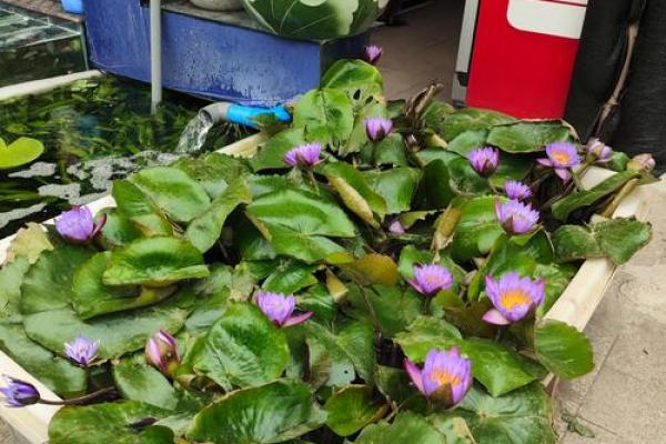 泉中水命与适合的花卉：让你的居家环境更生机勃勃