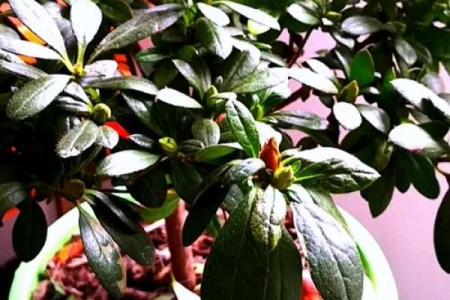 属鼠金命五行缺木，适合养什么花？