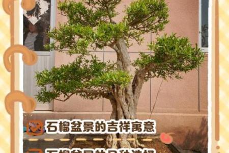 石榴木命者的聚财秘诀：如何通过名字改变财运