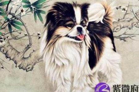 属狗人申时出生，猴林中玩，命运与性格的深刻解析