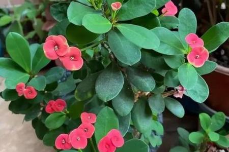 泉中水命与适合的花卉：让你的居家环境更生机勃勃