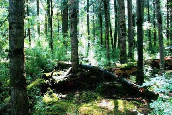 根据桑拓木命,选择适合的生意方向与成功之道 根据桑拓木命,选择适合的生意方向与成功之道