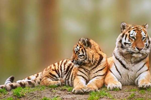 辰时出生的属虎人:天生的勇士与智慧的化身,命中注定的精彩人生! 辰时出生的属虎人:天生的勇士与智慧的化身,命中注定的精彩人生!