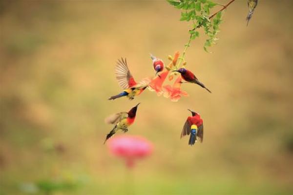 命鸟的启示：探索自由与责任的深刻寓意