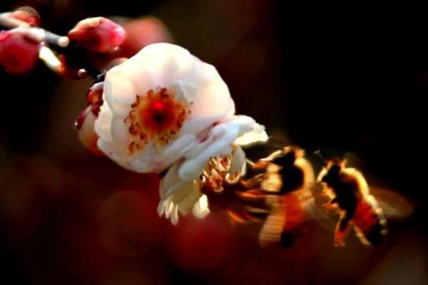 如何让火命的人感受到温暖与关怀的秘密! 如何让火命的人感受到温暖与关怀的秘密!