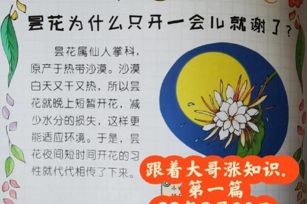 解密昙花命：生活与命运中的美丽瞬间