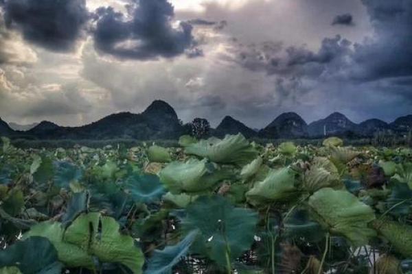 解密昙花命：生活与命运中的美丽瞬间