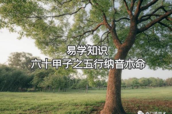 桑松木命的神秘与天地之韵:探寻五行中的独特之旅 桑松木命的神秘与天地之韵:探寻五行中的独特之旅