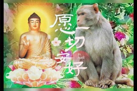 属猴八月生的命理解析与人生运势探讨