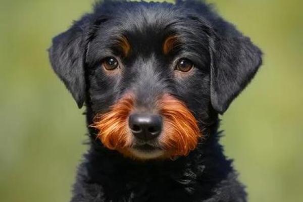 属狗水命的人适合纹什么?深度解析与推荐! 属狗水命的人适合纹什么?深度解析与推荐!