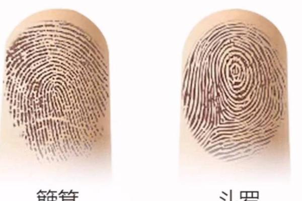 手指10个簸箕的秘密：掌握命运的指纹艺术