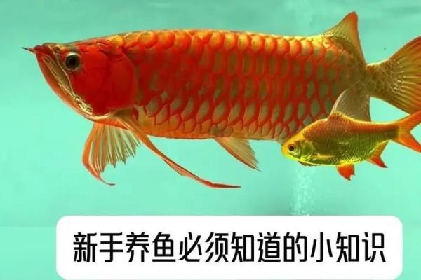 属蛇水命人养鱼的最佳选择与养鱼技巧 属蛇水命人养鱼的最佳选择与养鱼技巧
