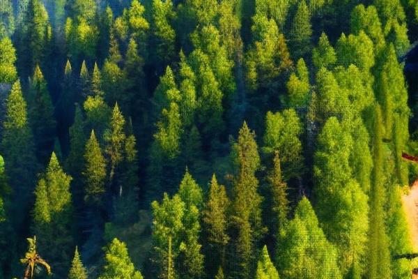 森林木命的财富之道：哪些配饰能助你旺财？