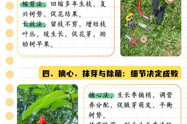 石榴木命与其他命理的完美搭配解析 石榴木命与其他命理的完美搭配解析