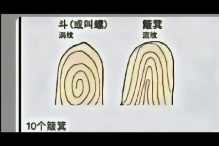 手指10个簸箕的秘密：掌握命运的指纹艺术