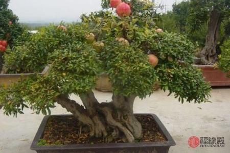 石榴木命与其他命的完美组合，破解命理之谜