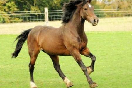 农历三月兔：揭示命运的神秘图景与性格特征